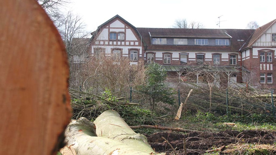 Foto eines gefällten Baumes mit herumliegenden Ästen im Hintergrund Haus 12